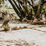 Discover Roatan Island